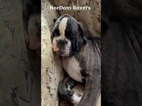 Join a legacy of quality with Nordom's European Boxers, bred with care, commitment, and a dedication to excellence. Boxer snores in his sleep.