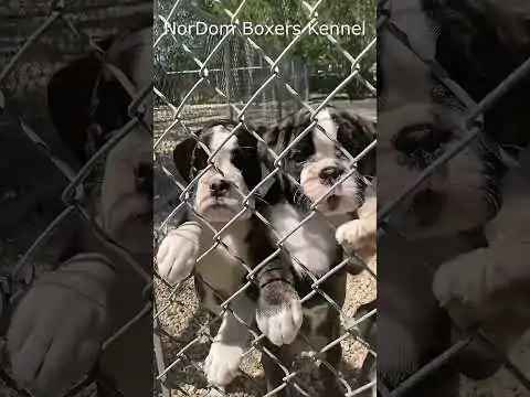 Watch adorable brindle Boxer puppies playfully awaiting adoption at a kennel. Video Nordom German Boxers Kennel