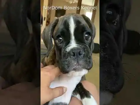 Watch a brindle Boxer puppy adoringly look into its owner's eyes while standing up. Video Nordom German Boxers Kennel