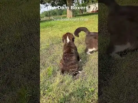 Watch a brindle Boxer puppy's first charming encounter with its future cat housemate. Video Nordom German Boxers Kennel