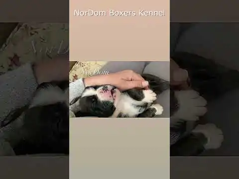 Watch a serene moment as a brindle Boxer puppy sleeps while being gently petted. Video Nordom German Boxers Kennel