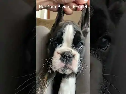 Enjoy a heartwarming video of a two-month-old brindle Boxer puppy playfully turning its head. Video Nordom German Boxers Kennel