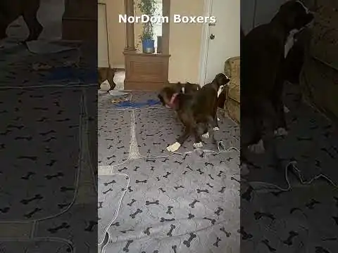 Four brindle Boxers playing with a toy