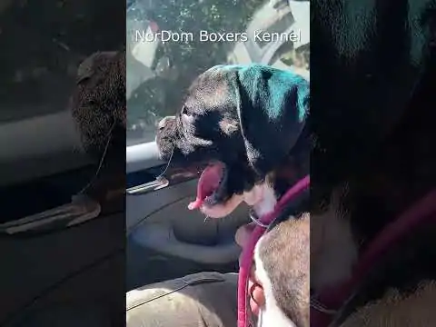 Join Boxer Grammy NorDom on her first car journey, experiencing the joy of travel on her owner's lap. Video Nordom German Boxers Kennel