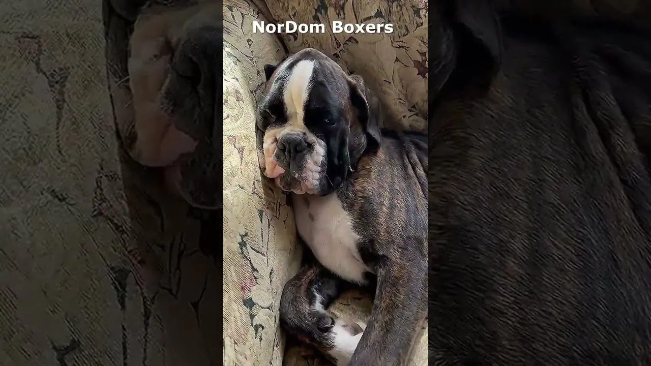 Join a legacy of quality with Nordom's European Boxers, bred with care, commitment, and a dedication to excellence. Boxer snores in his sleep.