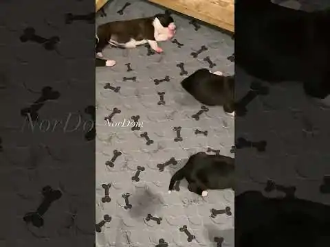 Six adorable newborn boxer puppies peacefully asleep, their dreams and gentle movements creating a heartwarming scene of puppyhood.