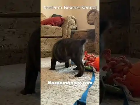 Enjoy a playful brindle Boxer puppy playing with toys on a room's carpet. Video Nordom German Boxers Kennel