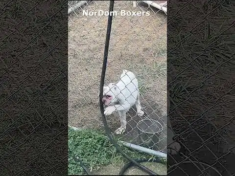 Watch a spirited white Boxer puppy amusingly attempt to catch a garden hose. Video Nordom German Boxers Kennel