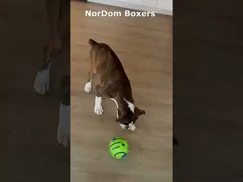 Embrace the energy with Nordom’s active European Boxer puppies, perfect for families seeking a playful, energetic companion.