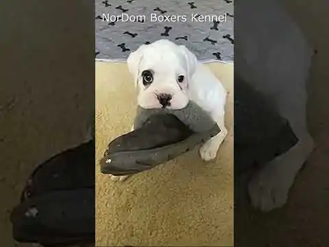 Watch a white Boxer puppy's cute and playful interaction with its owner's slipper. Video Nordom German Boxers Kennel