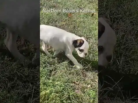 Join a white Boxer puppy on a joyful lawn stroll, followed by an inquisitive sniff of a car wheel. Video Nordom Boxers Kennel