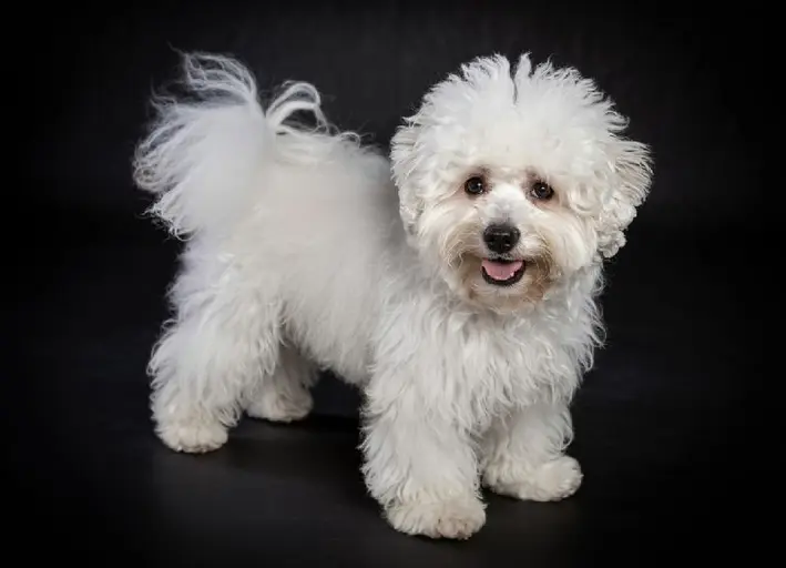 Discover everything you need to know about the Bichon Frise! Learn about their history, temperament, grooming needs, health concerns, and if this fluffy companion is the right dog for you.The Bichon Frise: A Comprehensive Guide to This Charming Breed
