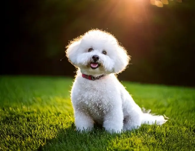 Bichon Frise: The Gentle Fluff - Breed Info, Care & More