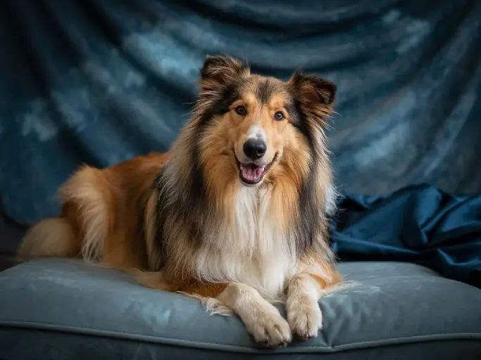 Thinking of getting a Collie? Discover everything you need to know about this intelligent and loyal breed! Learn about their history, temperament, care requirements, and potential health issues. A comprehensive guide for Collie lovers!The Collie: A Herding Hero and Family Friend