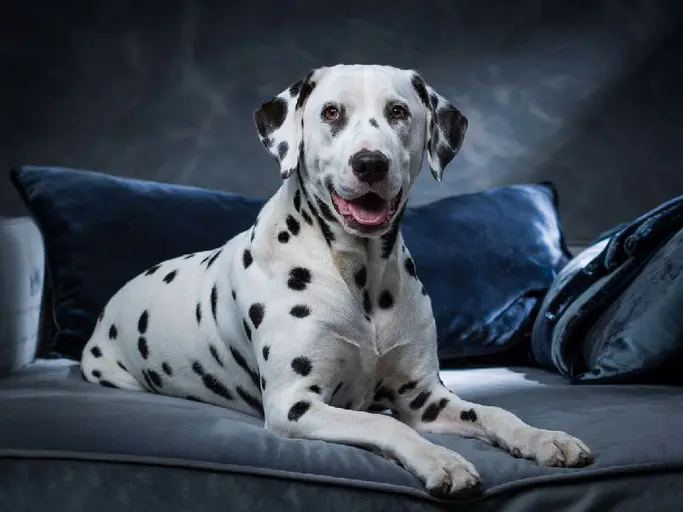 Thinking of getting a Dalmatian? Learn about their history, temperament, care needs, and potential health issues in our comprehensive guide. Find out if this spotted breed is right for you!The Dalmatian: A Comprehensive Guide to This Spotted Companion