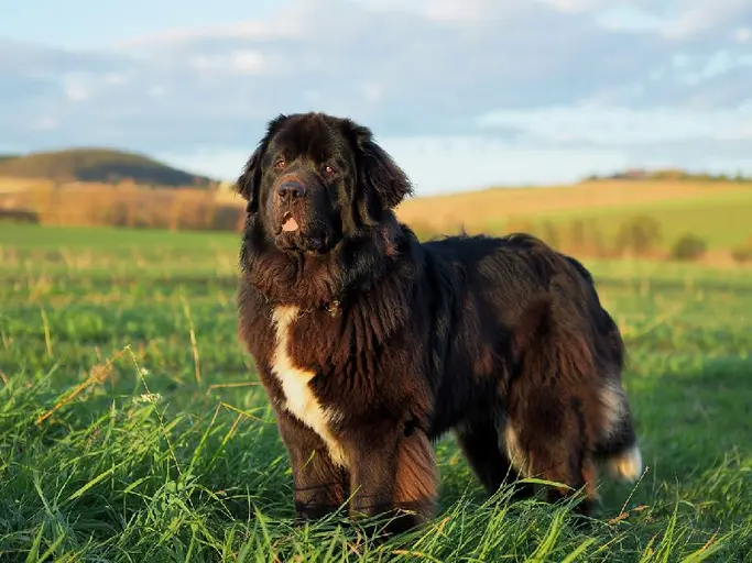 Discover everything about the gentle giant, the Newfoundland dog. Learn about their history, temperament, care needs, health concerns & if this breed is right for you! Expert advice from our training center.Everything You Need to Know About The Newfoundland Dog