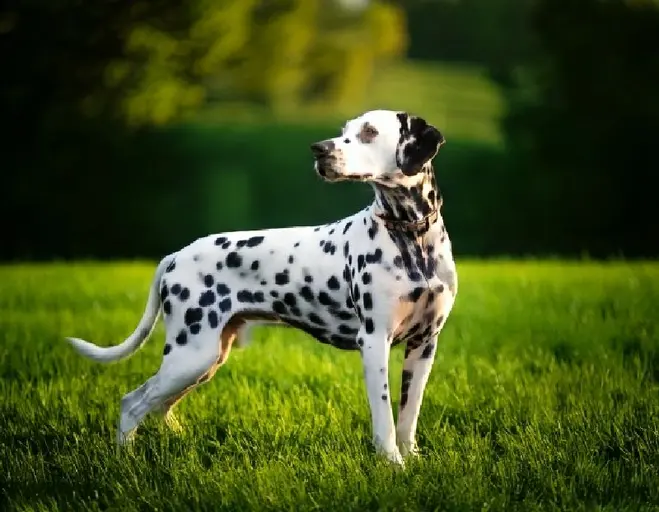 Dalmatian: Care, Character & History - Experts Guide