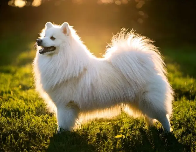 Samoyed Breed Guide Temperament Care History