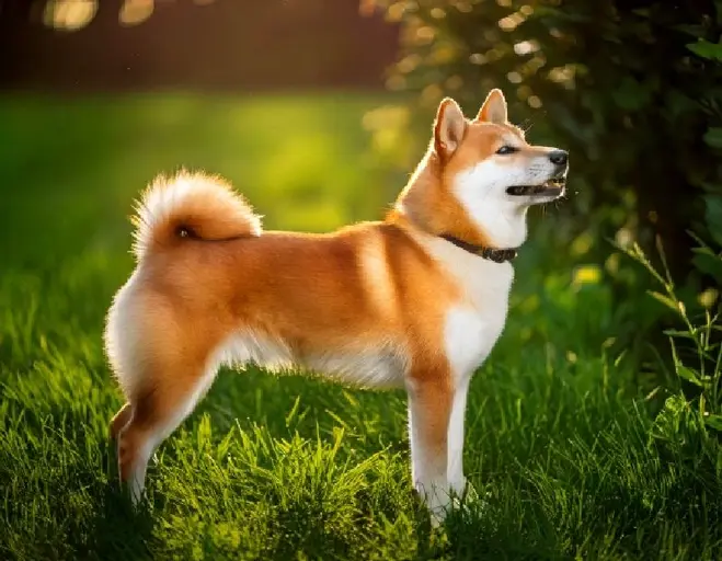 Shiba Inu: Character, Care & Training Tips
