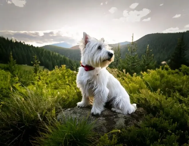 West Highland White Terrier: Temperament, Care & More!