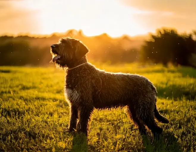 Portuguese Water Dog: Characteristics, Care & More!