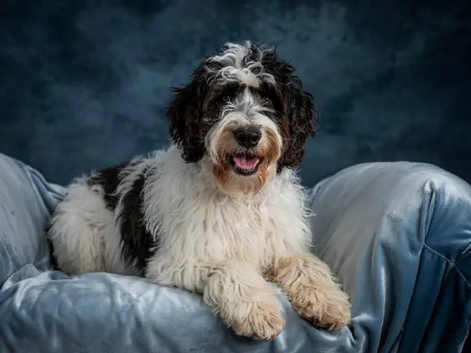 Discover the wonderful Portuguese Water Dog! Learn about their history, temperament, grooming needs, and whether this intelligent & active breed is right for you. Our expert guide covers it all!The Portuguese Water Dog: A Comprehensive Guide