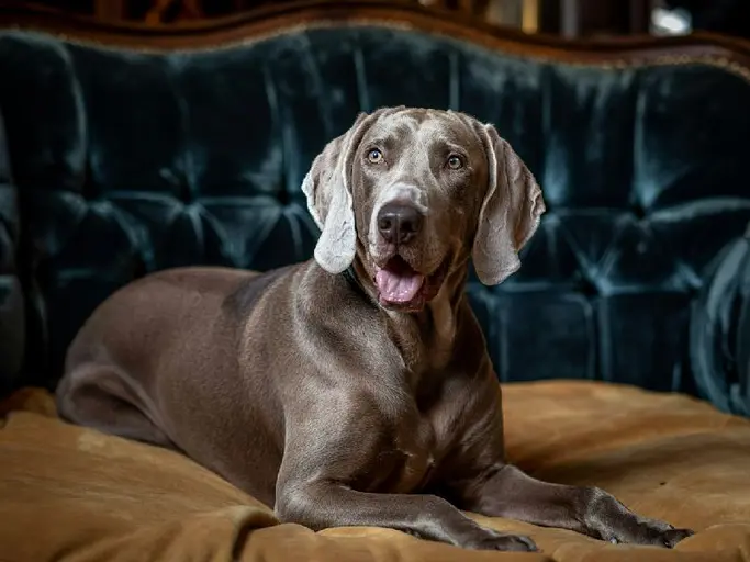 Discover the Weimaraner! Learn about this stunning breed's history, temperament, care needs, and whether it's the right dog for your lifestyle. Expert advice from our veterinary clinic!Unveiling the Silver Ghost: The Complete Weimaraner Breed Guide