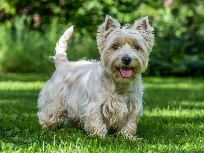 Discover everything you need to know about the West Highland White Terrier! Learn about their history, temperament, care needs, health concerns, and if this charming breed is right for you. Expert advice from our training center & vet clinic!The West Highland White Terrier: A Comprehensive Guide