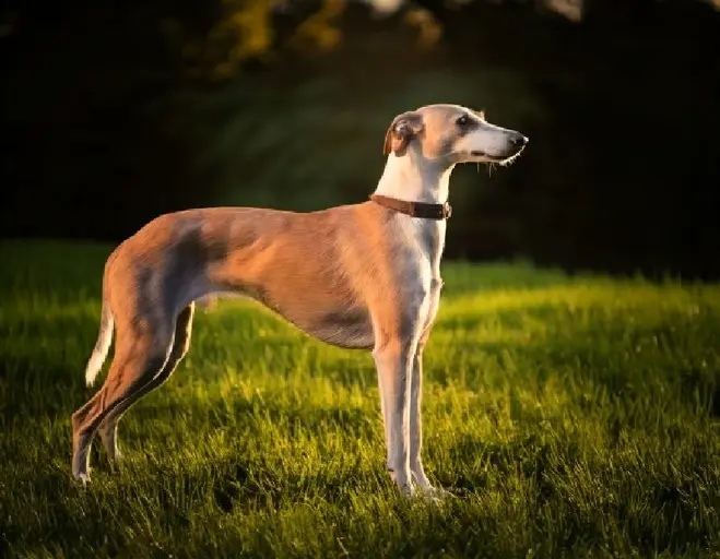 Whippet: Breed Guide, Care, and Training Tips