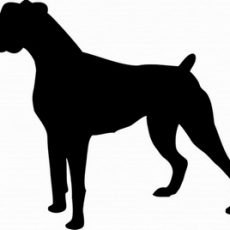 dog-boxer