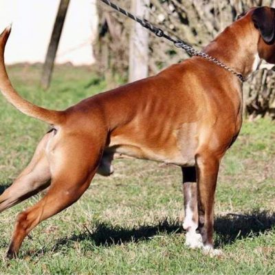 male boxer dog Vito