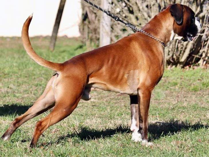male boxer dog Vito