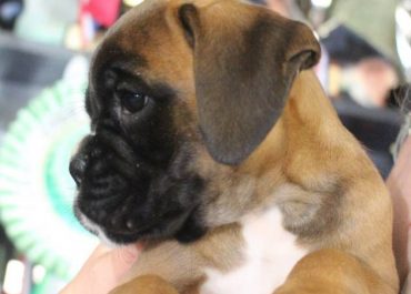 Feeding guide for a Boxer puppy