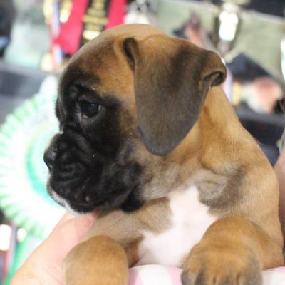 red female GANNA NorDom. Feeding guide for a Boxer puppy