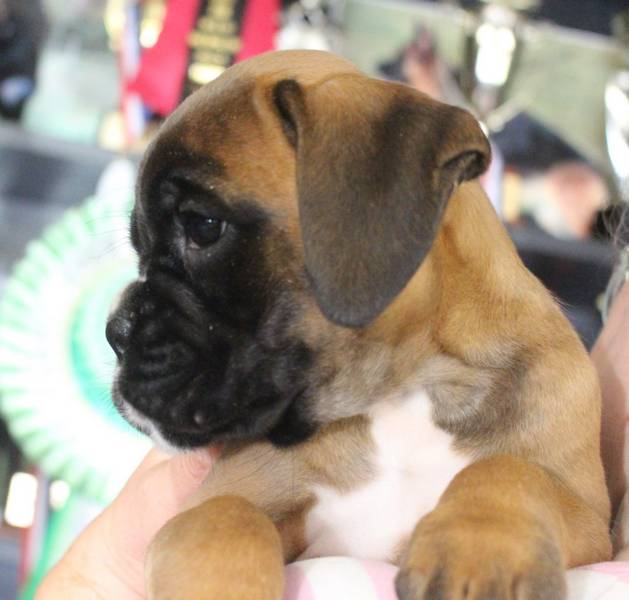 red female GANNA NorDom. Feeding guide for a Boxer puppy