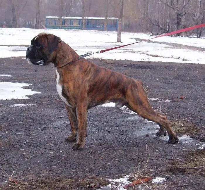 Brisco Sanvita