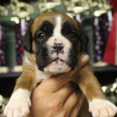 Things you’ll need for your Boxer puppy