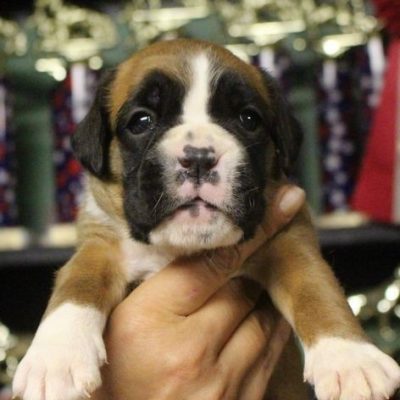 Red female litter-D. Things Boxer puppy