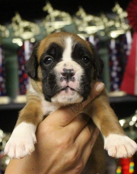 Red female litter-D. Things Boxer puppy