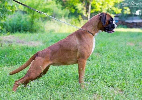 Shartrez. Intelligence Trainability Boxer