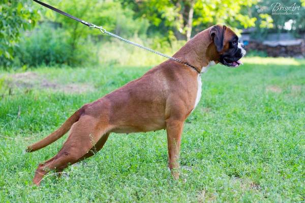 Shartrez. Intelligence Trainability Boxer