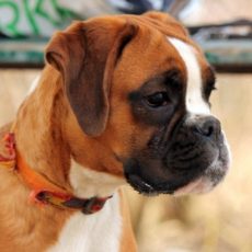 Interesting facts about the breed Boxer