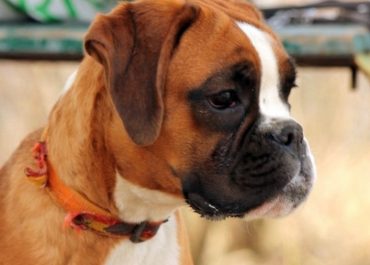 Interesting facts about the breed Boxer