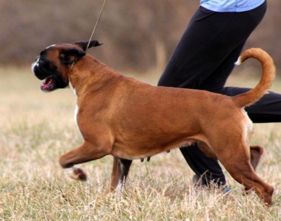 BASTET BrisArt NorDom. Feeding guide for an adult Boxer