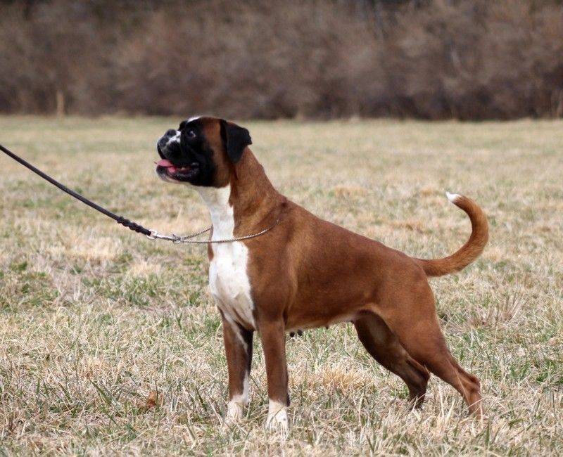 BASTET BrisArt NorDom. Grooming Boxer