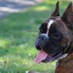 Grooming tools needed for a Boxer