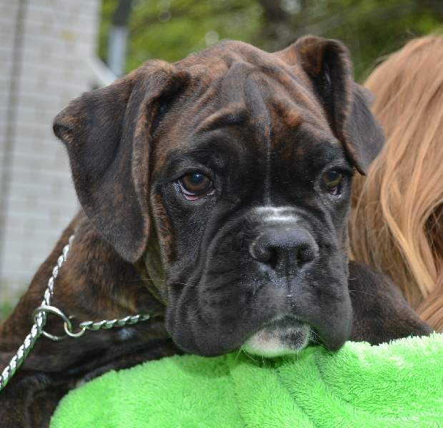 Boxer puppies for sale Akron Ohio