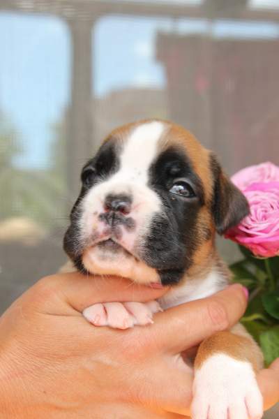 Boxer puppies for sale Akron OH