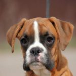 Boxer puppies for sale Albany, Minnesota