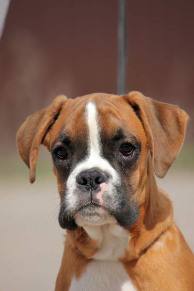 Boxer puppies for sale Albany MN